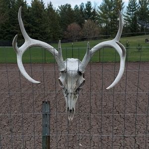 Antler with skull
